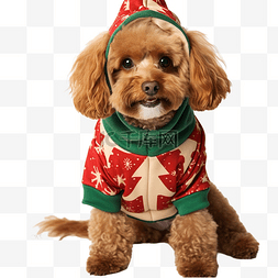 带有圣诞衣服的卡瓦波狗 狗圣诞