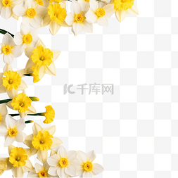 水仙花的花朵边框