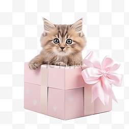 礼品盒里的可爱快乐宠物猫png