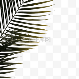 椰子棕榈叶阴影热带叶覆盖窗外的
