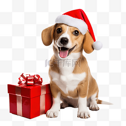 宠物带帽子图片_戴着圣诞帽的滑稽可爱的狗，带着