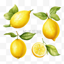 水彩柠檬剪贴画