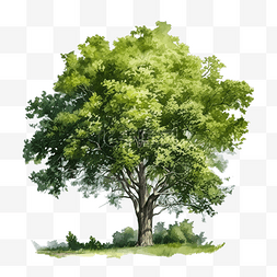 麦田绿油油图片_具有孤立背景的树绿树油数字油漆