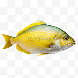 新鲜的多拉多鱼隔离在白色背景与
