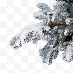 雪中的森林图片_雪中??的圣诞树枝