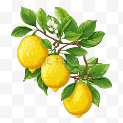 插画食物柠檬图片_柠檬枝与水果和叶果插画