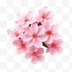 粉红色的花樱花