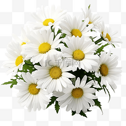 白色雏菊背景图片_白色雏菊花束