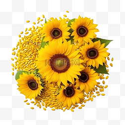黄色菊花瓣图片_盛开的黄色向日葵，里面装满葵花
