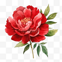 红牡丹水彩花卉背景