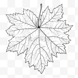 秋天樹葉图片_葡萄叶轮廓图 葡萄叶轮廓图