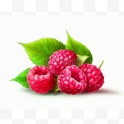 红树莓矢量图的水果簇