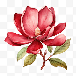 红玉兰花水彩插图