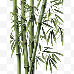 竹子艺术