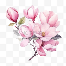 水彩粉色盛开的玉兰花和树枝花束