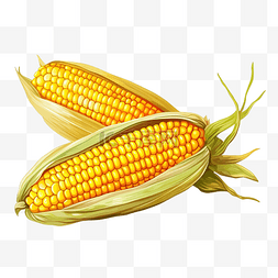 玉米插画 PNG