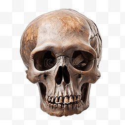 破碎的头骨图片_非洲南方古猿头骨