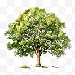 树水彩插图
