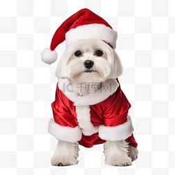 小狗掌印图片_穿着红色圣诞服戴着帽子的马耳他