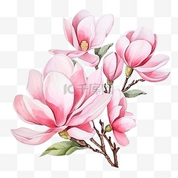 水彩粉色盛开的玉兰花和树枝花束
