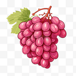 葡萄水果插画