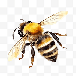 可爱的蜜蜂水彩插图