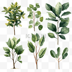 ficus plant 插图