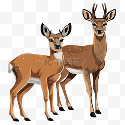 鹿和鹿图片_巴克和母鹿 向量
