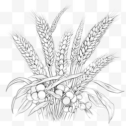 小麦线图片_感恩节收获小麦分离着色页