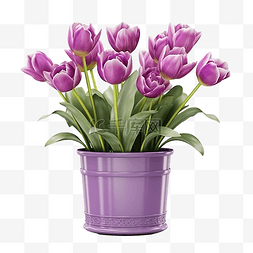 精彩案例图片_3d 渲染迷人的紫色郁金香花盆隔离