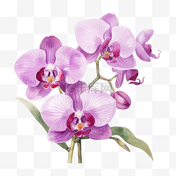 林兰花图片_水彩美丽的植物紫色兰花