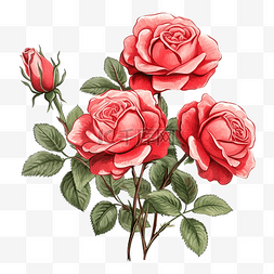 玫瑰丛插图