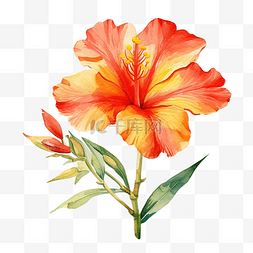 佩斯利花型图片_普斯利花中的热带花卉水彩画