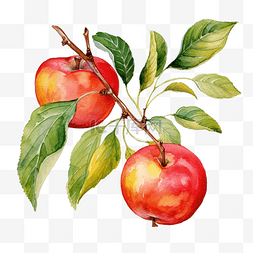 水彩画苹果枝，有叶子和果实