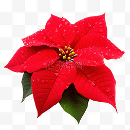 冬天鲜花图片_雨后有水滴的圣诞花或一品红