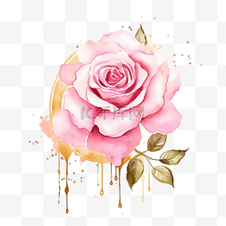 金翼标题框图片_水彩粉色英国玫瑰，粉红色飞溅背