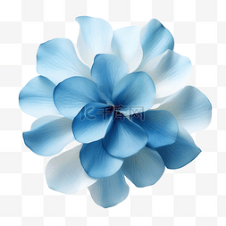 种族图片_美丽的蓝色花瓣渐变