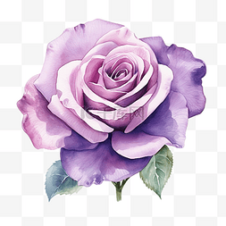 紫罗兰玫瑰 水彩紫玫瑰