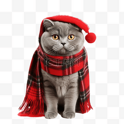 苏格兰折耳猫图片_英俊的纯种苏格兰折耳猫，戴着红