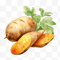 马铃薯花图片_马铃薯根蔬菜水彩插图