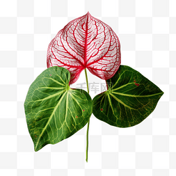 心一半图片_一半的红色和绿色叶子，带有白色