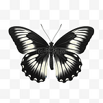 美丽的蝴蝶分离凤蝶荷马黑色与白色蝴蝶蛾 ai 生成