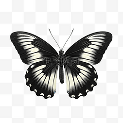 美丽的蝴蝶分离凤蝶荷马黑色与白