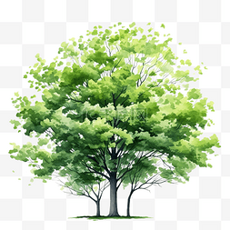 美丽的春天树插画绿叶