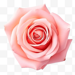 玫瑰花花瓣浪漫图片_美丽明亮的粉红色玫瑰花