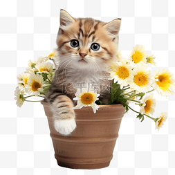 猫花可爱盆花盆小猫宠物可爱猫咪