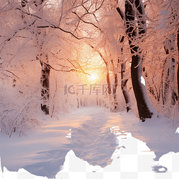 森林风景自然图片_日落时的冬雪森林