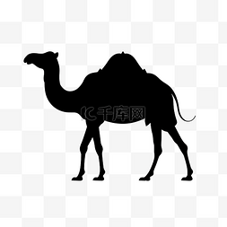 沙漠中行走的骆驼图片_剪影黑骆驼
