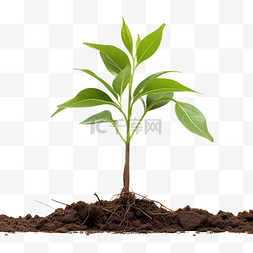 幼苗与根图片_png 文件中具有可见根的树苗或幼