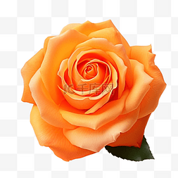 橙色水彩背景图片_橙色玫瑰